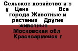 Сельское хозяйство и з/у › Цена ­ 2 500 000 - Все города Животные и растения » Другие животные   . Московская обл.,Красноармейск г.